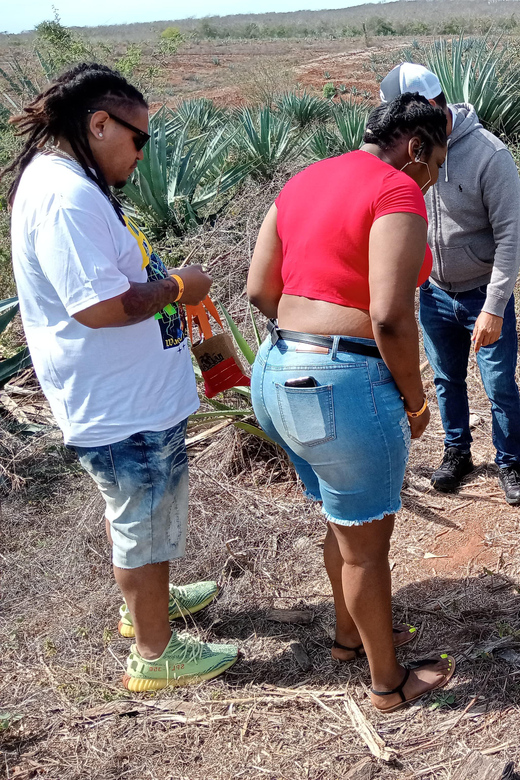 Mazatlan: Mezcal Factory Tour With Tasting and Lunch - Mezcal Production Process