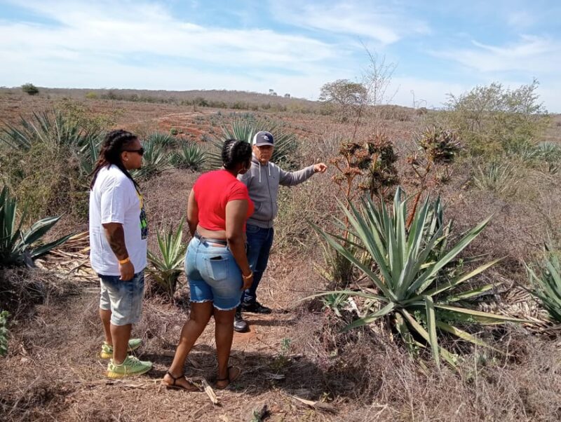 Mazatlan: Mezcal Factory Tour With Tasting and Lunch - Optional Activities
