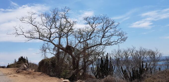 Mazatlan: the Faro Lighthouse Tour With Free Digital Photos - Frequently Asked Questions
