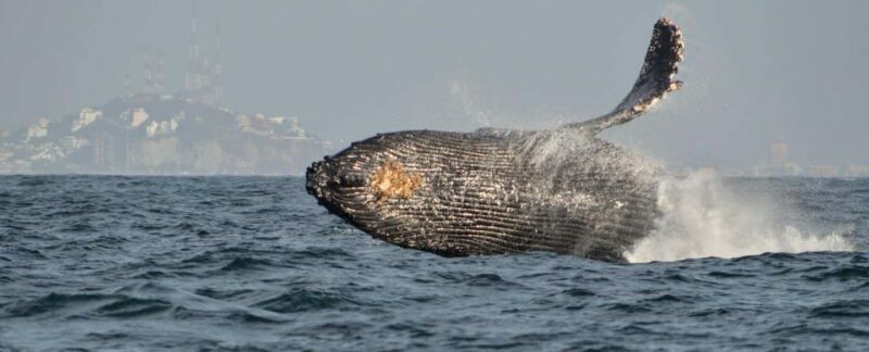 Mazatlán: Whale-Watching Boat Tour with Marine Experts - FAQs