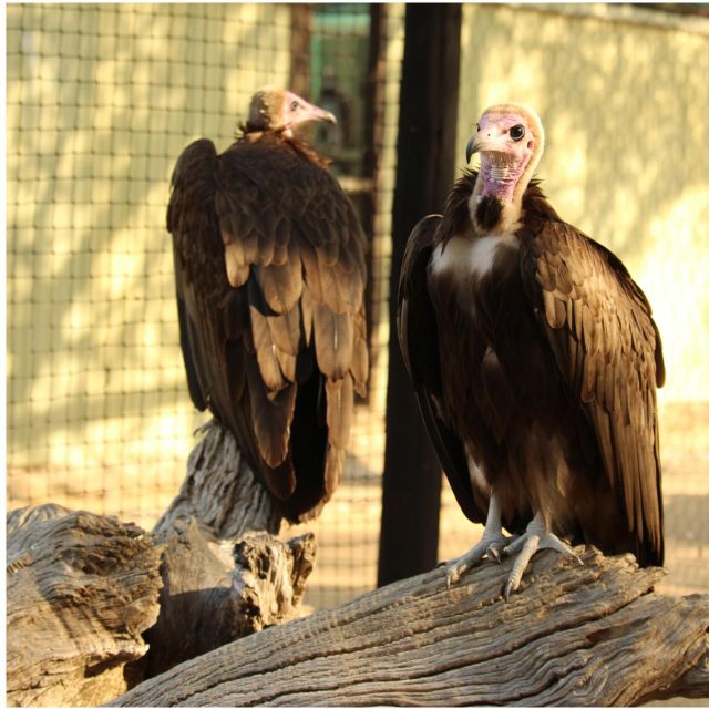 Mbombela: Blyde River Canyon & Moholoholo Wildlife Centre - Inclusions
