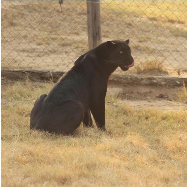 Mbombela: Blyde River Canyon & Moholoholo Wildlife Centre - River Cruise