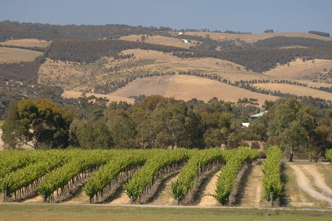 McLaren Vale and Glenelg Wine Tasting and Sightseeing (Half-day Afternoon) - Scenic Drive and Wildlife Spotting