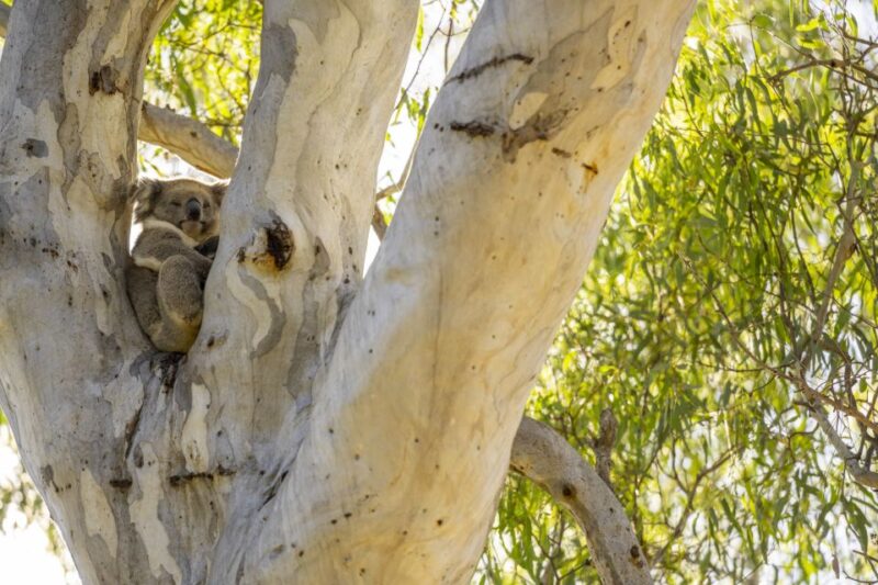 McLaren Vale: Private Gemtree Wines Biodynamic Winery Tour - Key Points