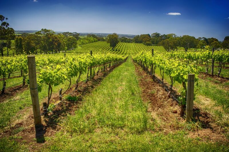 McLaren Vale Winery Experience - Small Group Tour - Pickup and Drop-off Locations