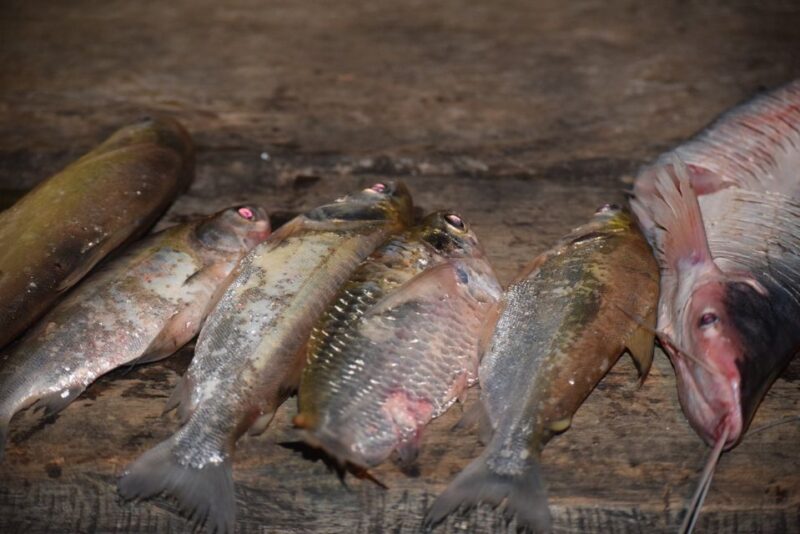 Mdd: Yacumama Lake and Piranha Fishing - Spotting Wildlife