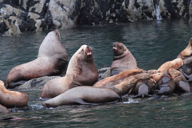 Meares Glacier Cruise Excursion From Valdez - Inclusions and Amenities