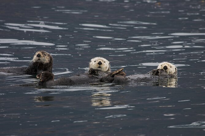 Meares Glacier Cruise Excursion From Valdez - Transportation and Logistics