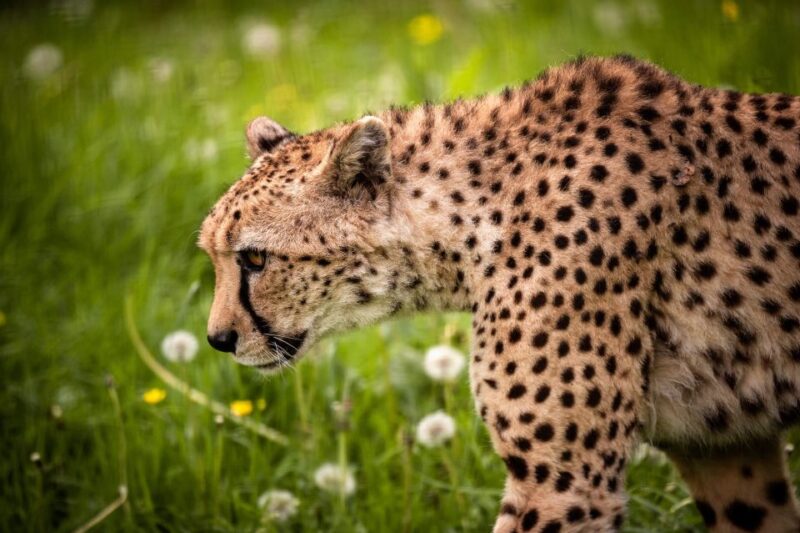 Mechelen: Planckendael ZOO Entry Ticket - Zoo Experience and Highlights