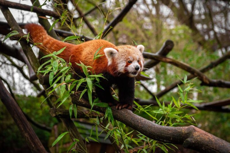 Mechelen: Planckendael ZOO Entry Ticket - Important Visitor Information