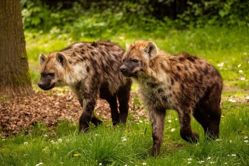 Mechelen: Planckendael ZOO Entry Ticket - Customer Feedback