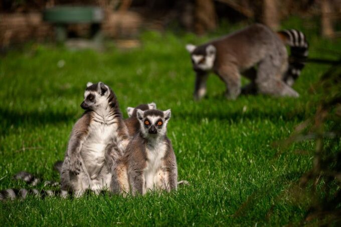 Mechelen: Planckendael ZOO Entry Ticket - Encountering Exotic Animals