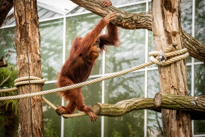 Mechelen: Planckendael ZOO Entry Ticket - Family-Friendly Facilities and Services