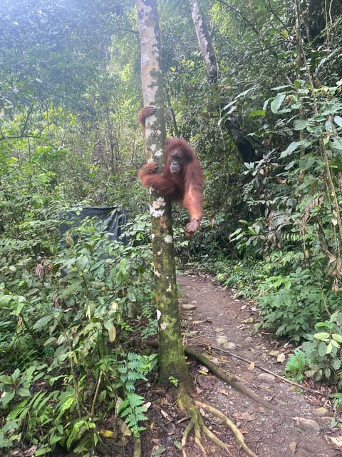 Medan: 7-Day Bukit Lawang Orangutan Exploration Package - Key Points