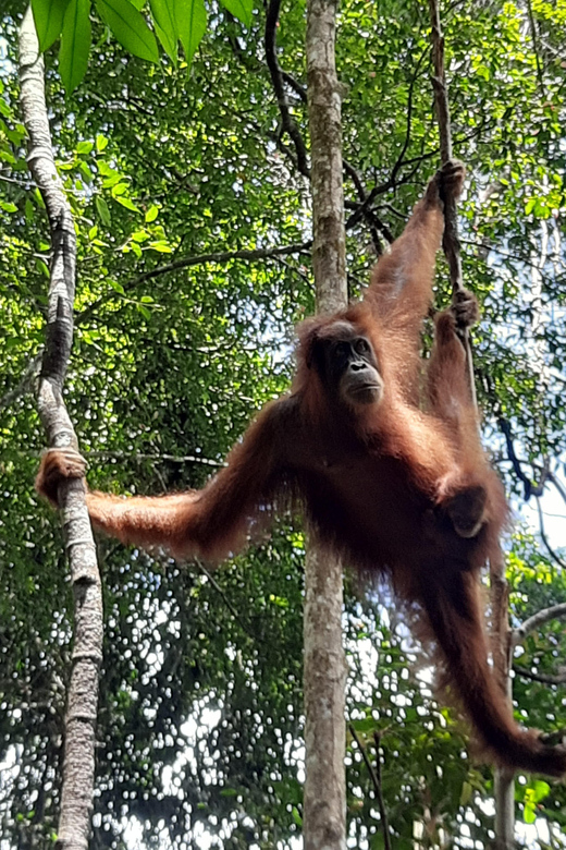 Medan: 7-Day Bukit Lawang Orangutan Exploration Package - Experience Highlights