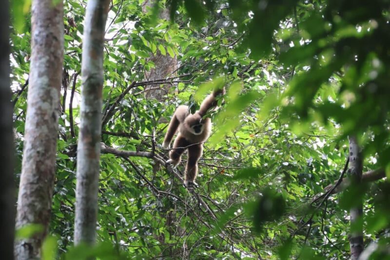 Medan: 7-Day Bukit Lawang Orangutan Exploration Package - Included in the Package