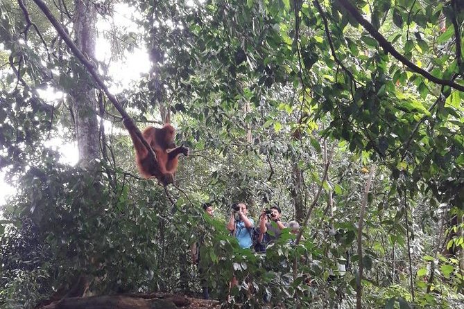 Medan - Bukit Lawang Fullday Tour - Palm Plantation Visit