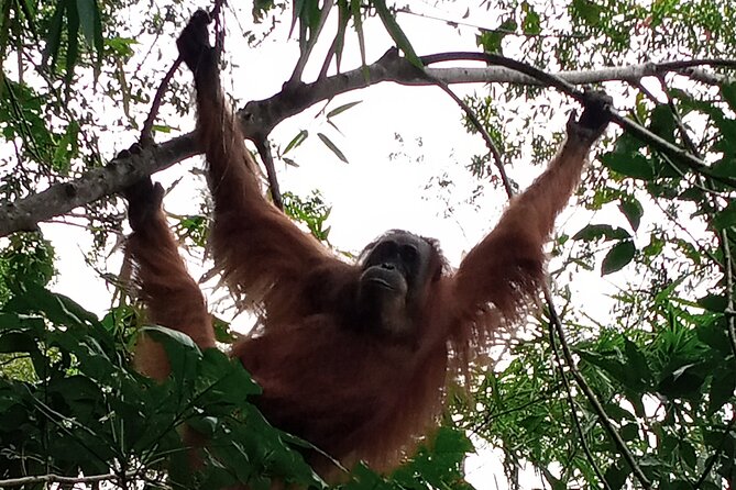Medan - Bukit Lawang Fullday Tour - Health and Safety