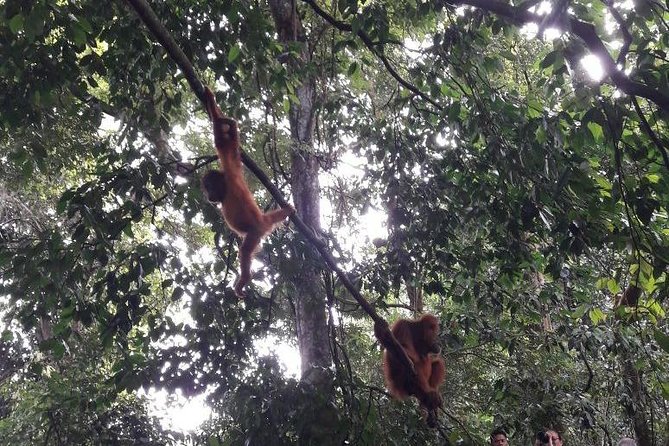 Medan - Bukit Lawang Fullday Tour - Pricing and Availability