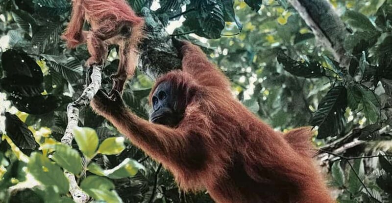 Medan: in the Jungle of Mount Leuser National Park Day Trip - Key Points