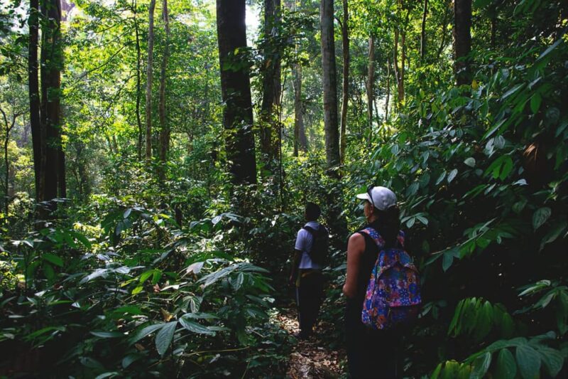 Medan: in the Jungle of Mount Leuser National Park Day Trip - Inclusions