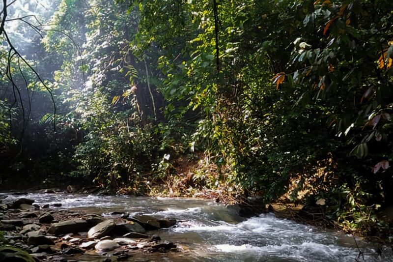 Medan: in the Jungle of Mount Leuser National Park Day Trip - Important Information