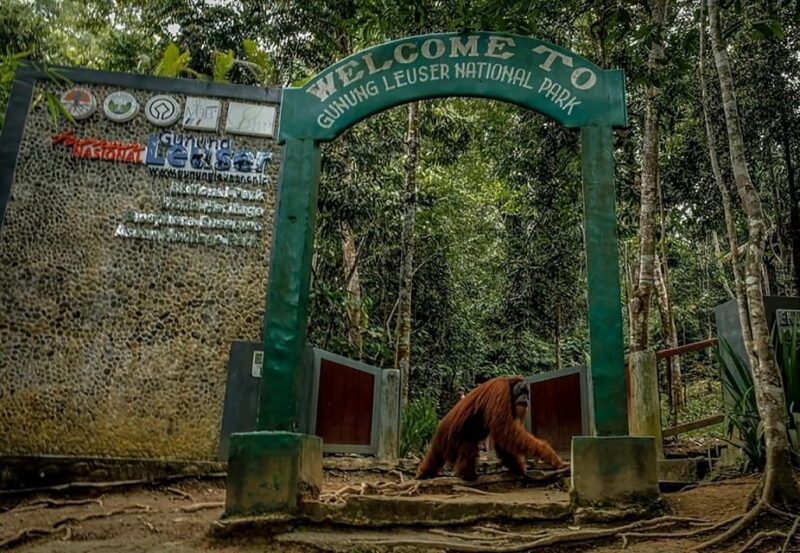 Medan: in the Jungle of Mount Leuser National Park Day Trip - Guided Trekking Experience