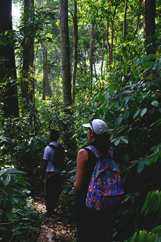 Medan: in the Jungle of Mount Leuser National Park Day Trip - Exploring Orangutan Habitat