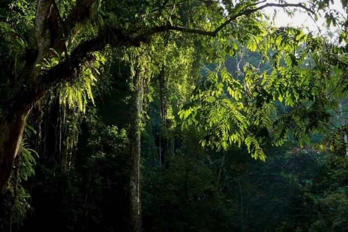 Medan: in the Jungle of Mount Leuser National Park Day Trip - Frequently Asked Questions