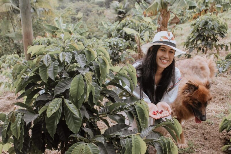 MEDELLÍN: Beekeeping Experience in Coffee Farm - What to Expect