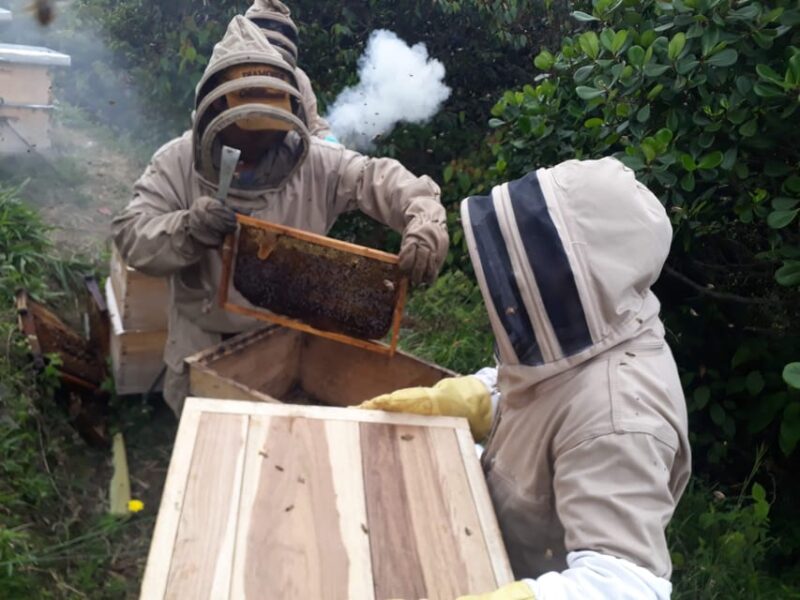 MEDELLÍN: Beekeeping Experience in Coffee Farm - Preparation and Packing
