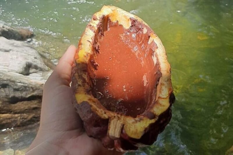 Medellin: Chocolate Roads Tour With Waterfall Experience - Tour Inclusions