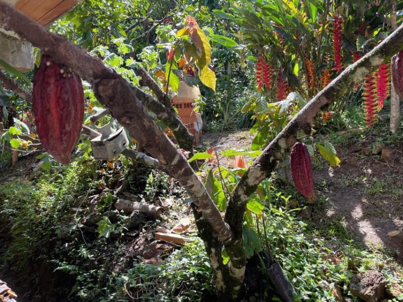MEDELLÍN: CHOCOLATE TOUR & EXFOLIATION IN BEAUTIFUL RIVER! - Exfoliation and Relaxation