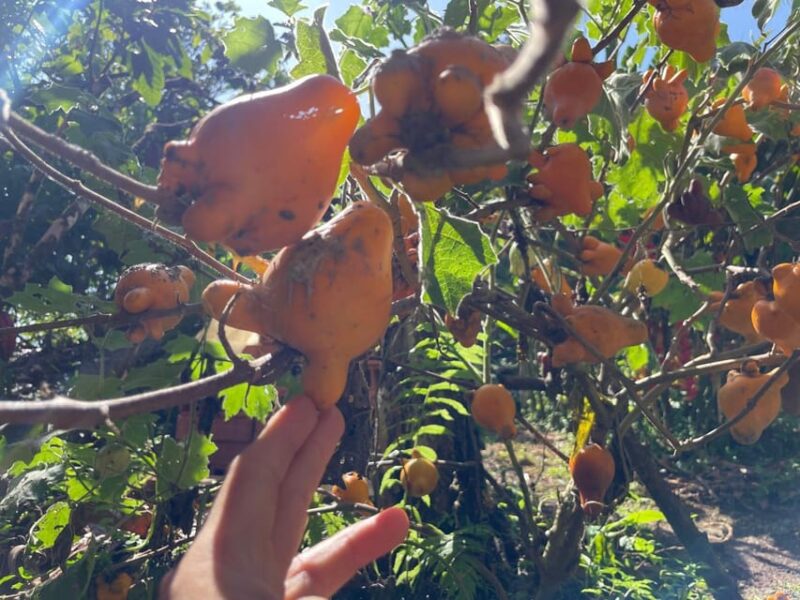 MEDELLÍN: CHOCOLATE TOUR & EXFOLIATION IN BEAUTIFUL RIVER! - Pricing and Cancellation