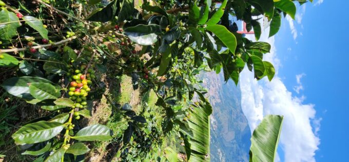 Medellin: Coffee Farm Tour & Spa With Overnight Glamping - Frequently Asked Questions
