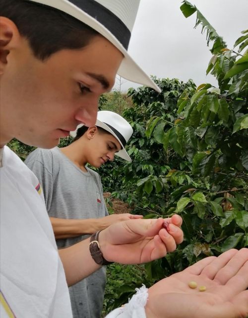 Medellín Coffee Farm Tour With Trolley and Cable Car Ride - Customer Reviews and Ratings