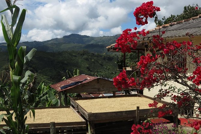 Medellín Coffee Tour to Concordia - Reviews and Ratings
