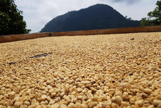 Medellín Coffee Tour to Concordia - Coffee Farm Experience