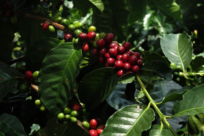 Medellín Coffee Tour to Concordia - Scenic Town and Ranches