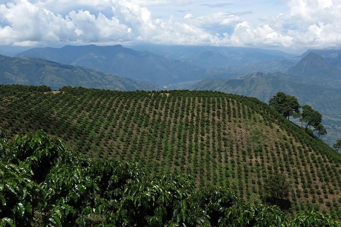 Medellín Coffee Tour to Concordia - Customized Itinerary Options