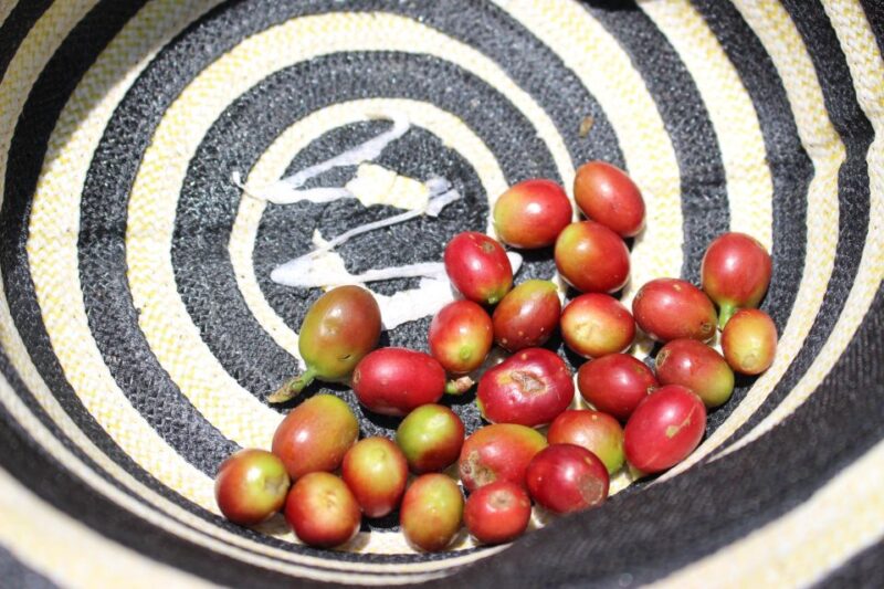 Medellin: Coffee Tour With Hotel Transfers and Meals - Important Information