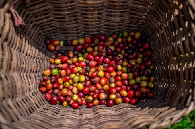 Medellín: Coffee Tour With Tastings and Lunch - Frequently Asked Questions