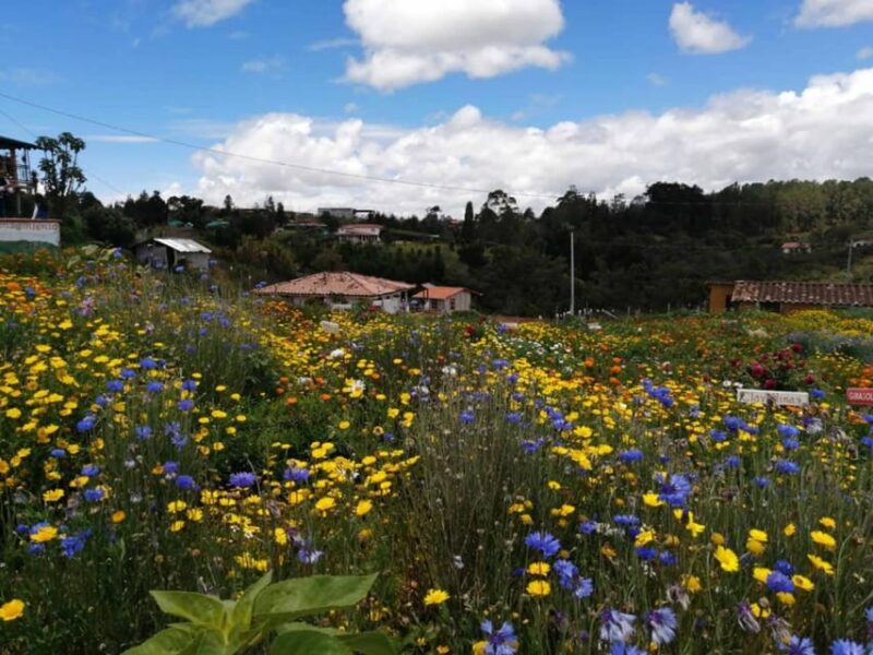Medellin Flower and Silleteros Tour - Key Points