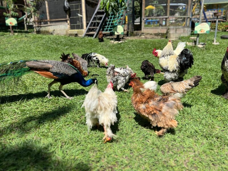 Medellin: Fruit Tour With Tastings, Nature and Animals. - Learn to Make Arepa Paisa