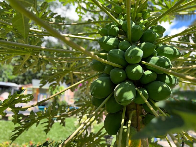 Medellin: Fruit Tour With Tastings, Nature and Animals. - Visit Fonda Antioquena