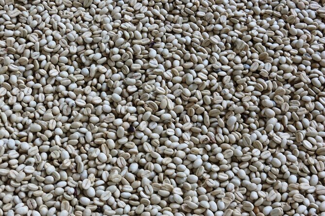 Medellin Fun and Informative Half-Day Coffee Farm Tour - Inclusions