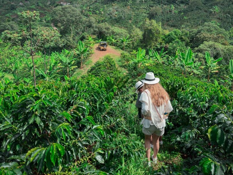 MEDELLÍN: HALF-DAY COFFEE TOUR AT LOCAL FAMILY FARM - Itinerary and Experience