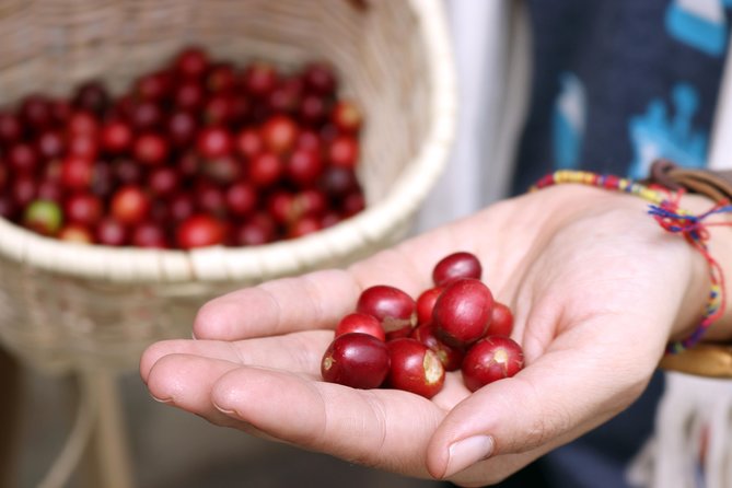 Medellín Hands-on Coffee Tour - The Coffee Production Process