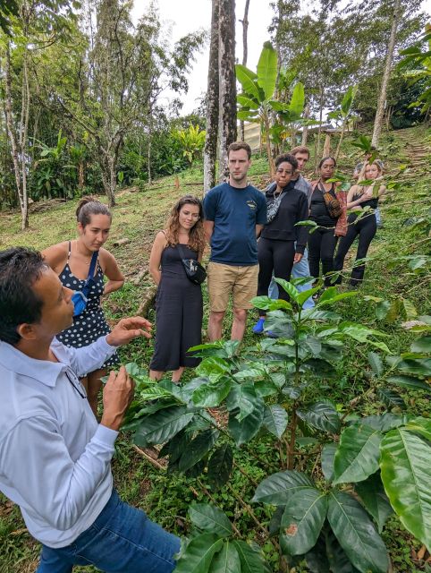 Medellin to Fredonia for a Coffee Day Tour - Itinerary Details