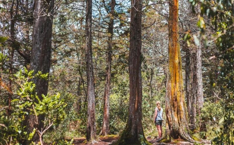 Medellín Waterfall: Hike and Discover Medellín's Nature - Hiking Experience